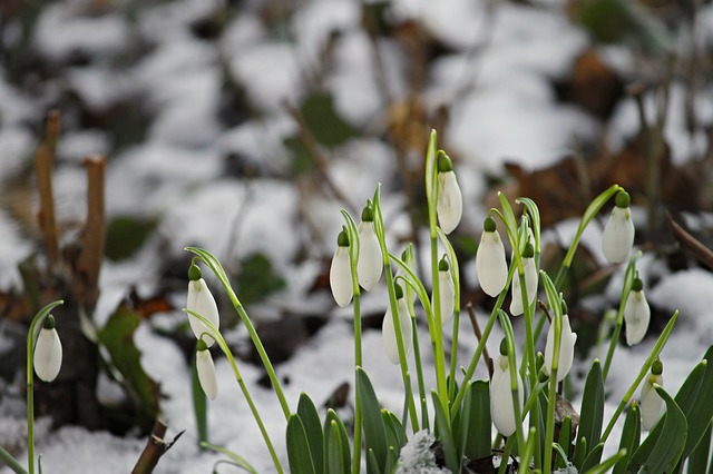 snowdrop-3132779_640.jpg