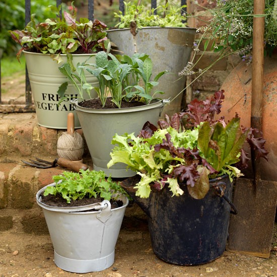 Buckets-planted-with-salad--Country-Homes-and-Interiors--Housetohome.co.uk.jpg