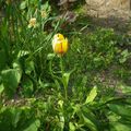 Nyílik a cifra tulipán a kertben 
#tavasz