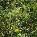 Még virágzik a pitypang #bloghu #sun #home #garden #farmlife #natural #yellow #greenbeauty