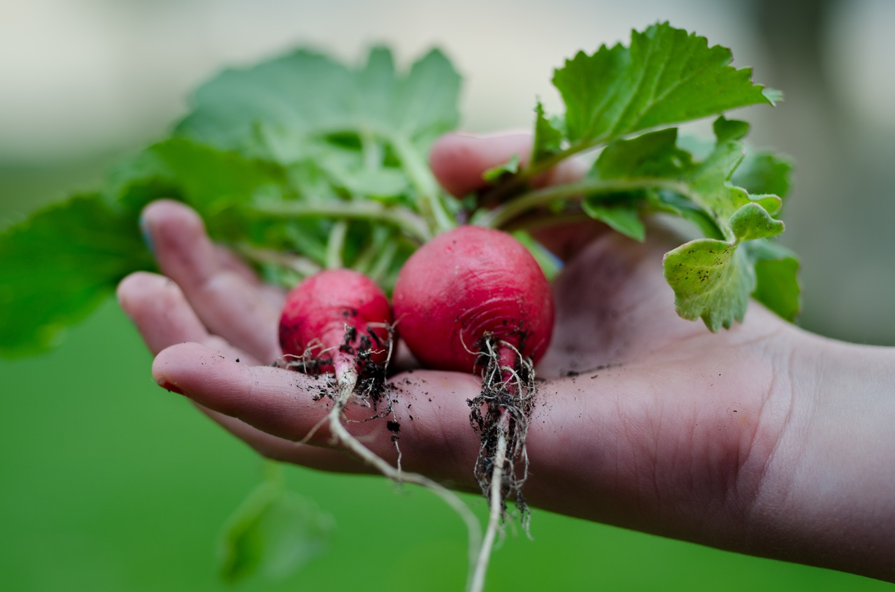 healthy-vegetables-restaurant-nature.jpg