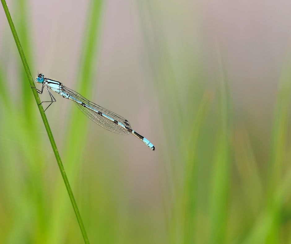 insect-dragonfly-nature-63994.jpeg