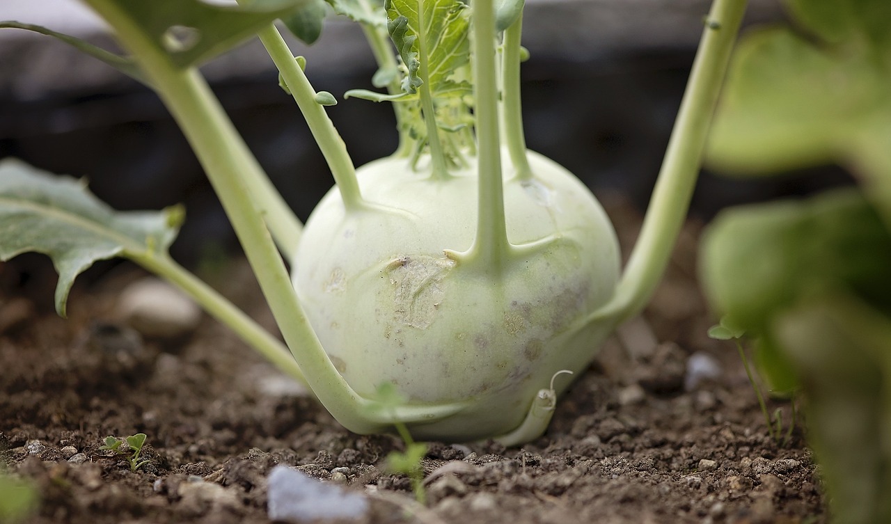 kohlrabi-825413_1280.jpg