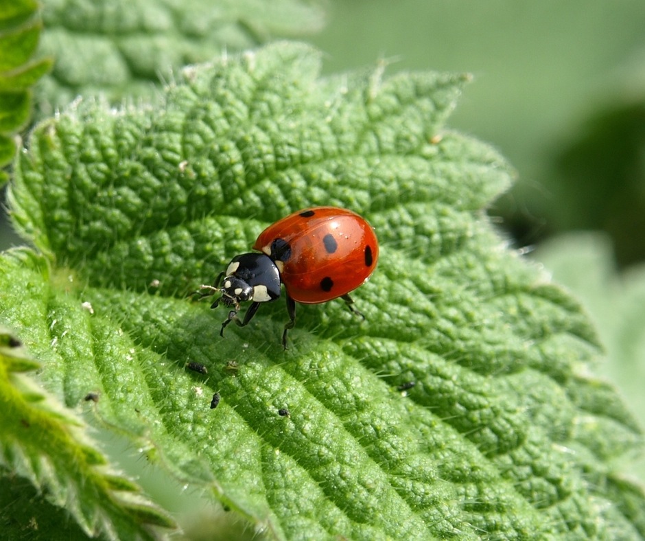 ladybug-macro-lucky-charm-insect-55827.jpeg