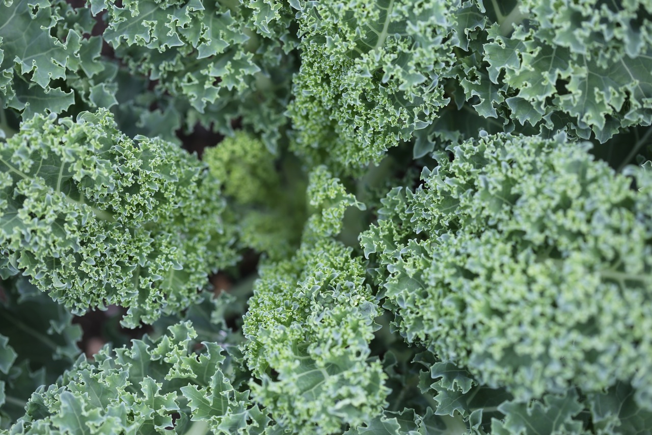 salad-texture-green-kale.jpg