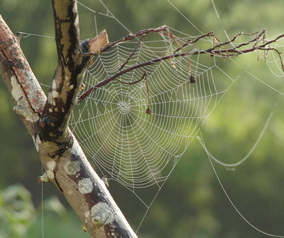 spider-web-tree-branches-pattern-39494.jpeg