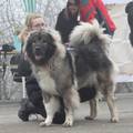 Russian Breed Special Dog Show in Belgrade, Serbia