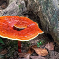 Milyen hatása van a Ganoderma gyógygombának?