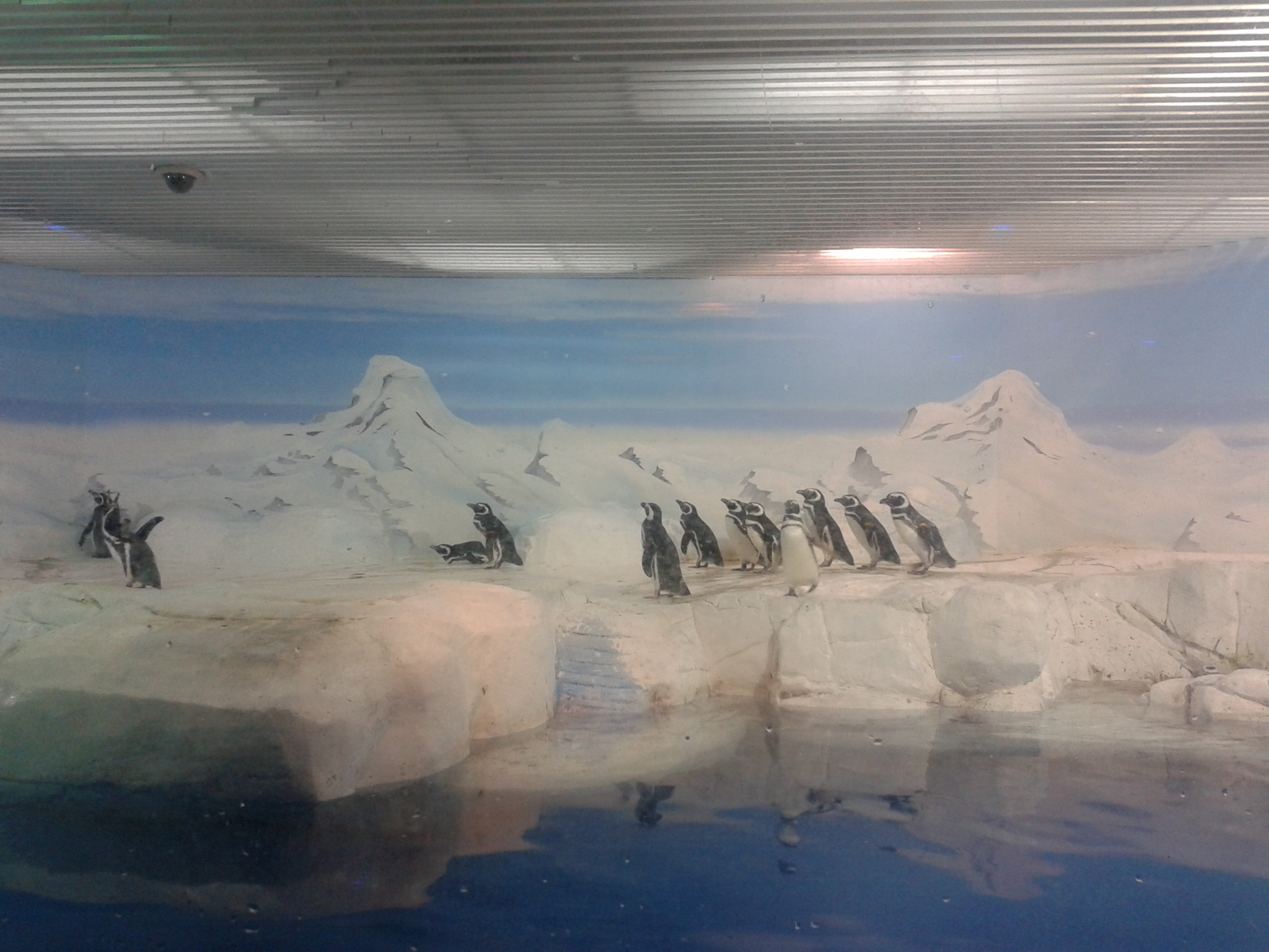 Pingvinek, maga a terem hópelyhekkel és karácsonyi díszekkel volt feldíszítve:)