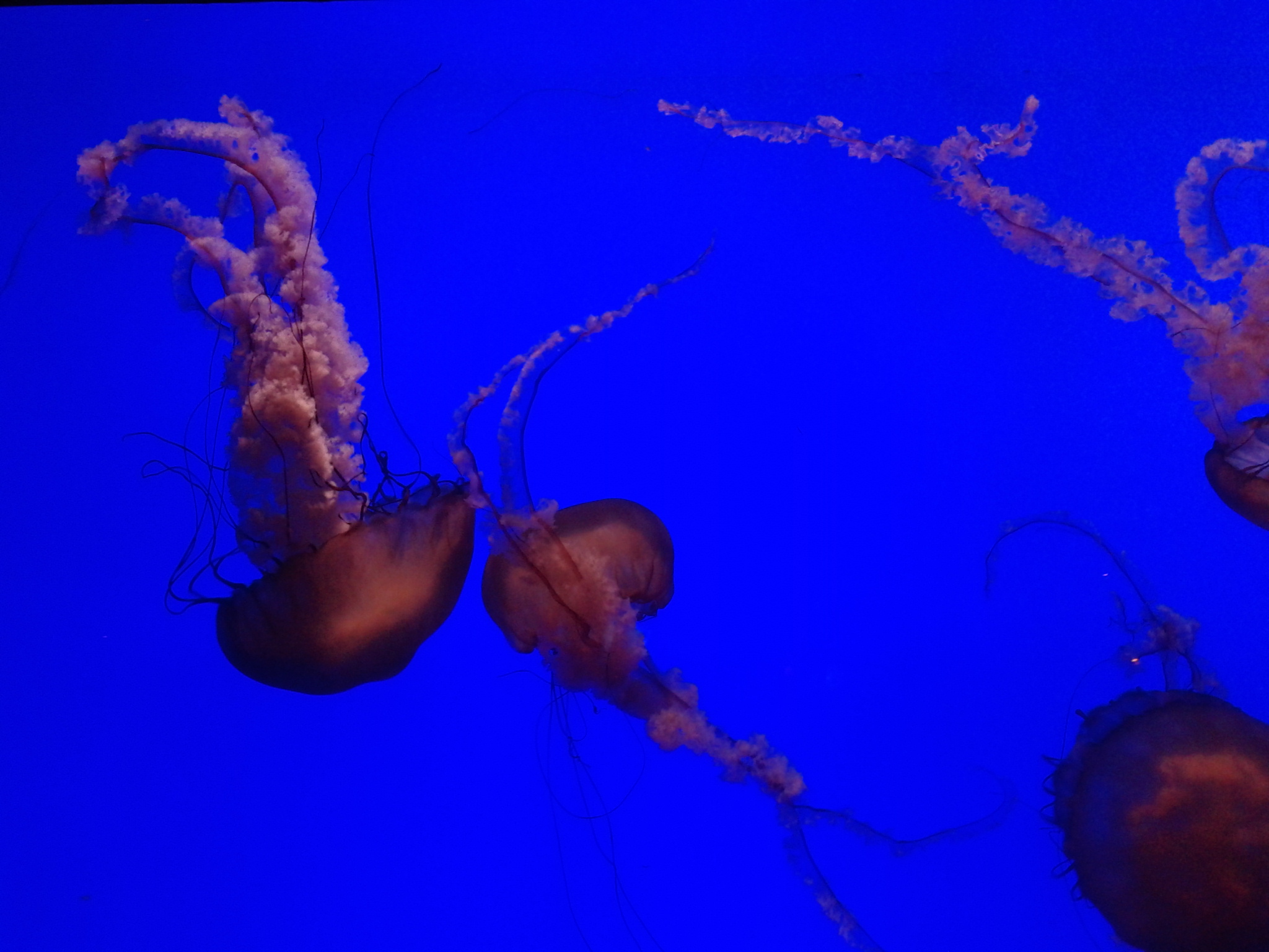 Újabb medúzák