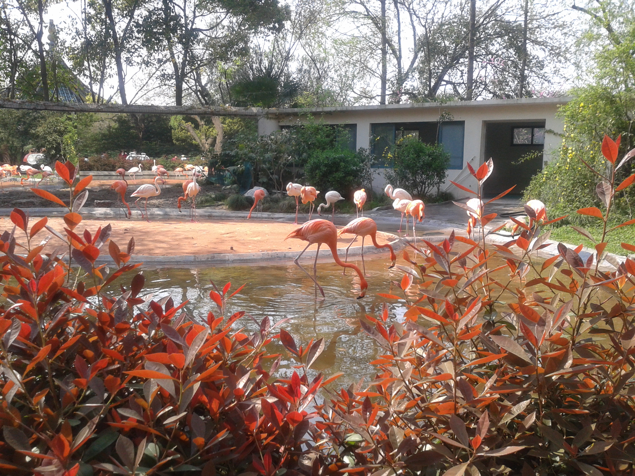 Flamingók tükörrel
