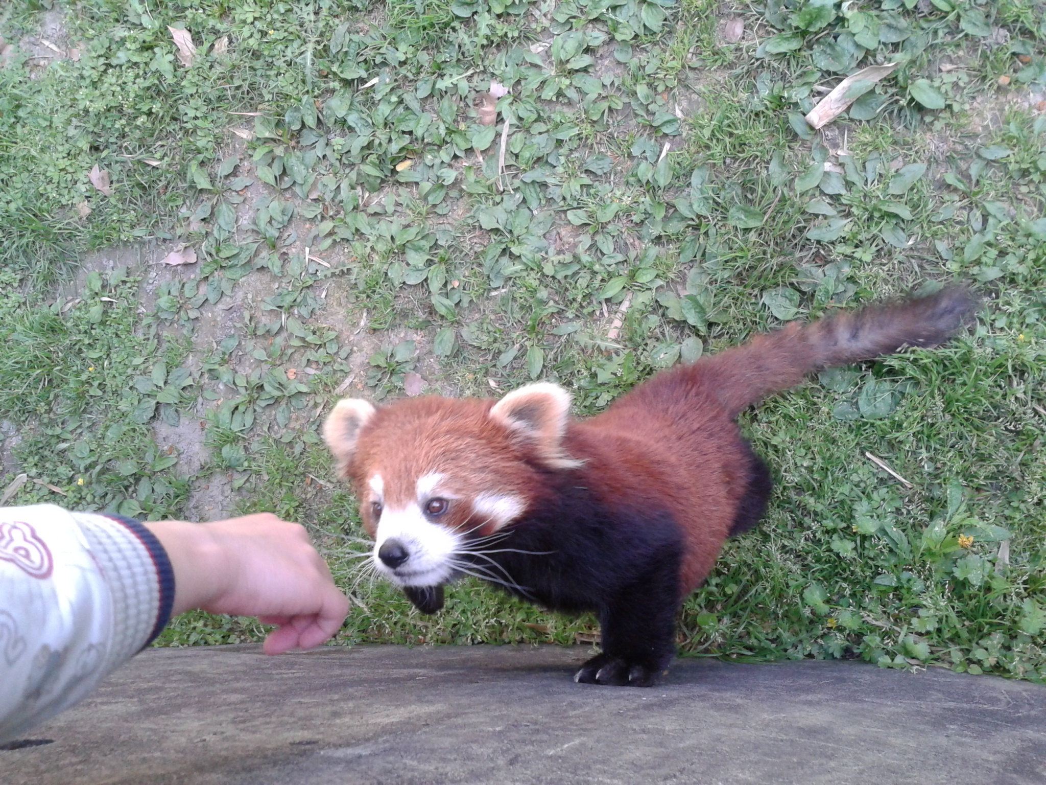 Kis panda - nagyon cuki volt!