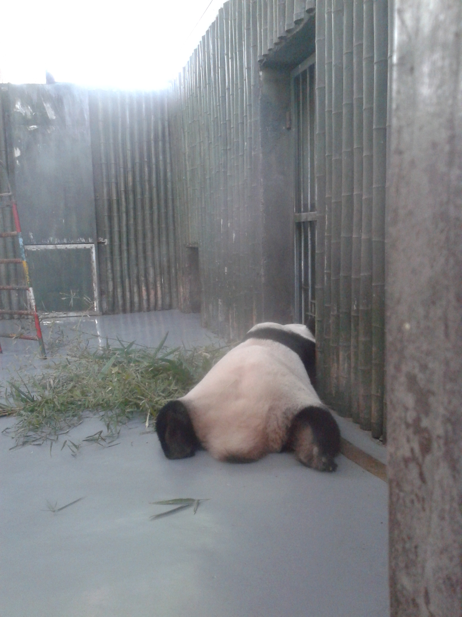 A kidőlt pandánk
