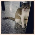 Jatekos cica a SISU Hotel melletti etteremben <3 #shanghai #shanghailife #cat #macska #猫 #restaurant #cute