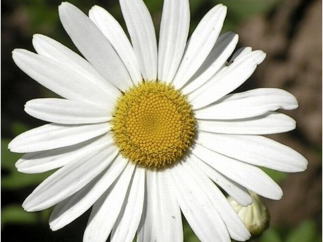 Margaréta