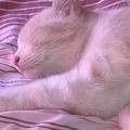 Macskalandok: Zamur - amikor a macska játszik az étellel