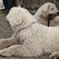 Patakparti kockás füzetek: A kiváncsi komondor