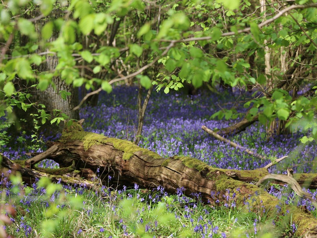 Tavasz Salcey Forest-ben