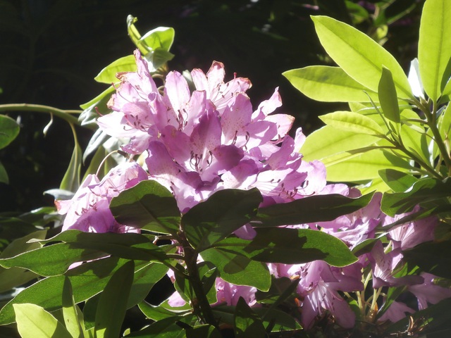 Rhododendron virágzás