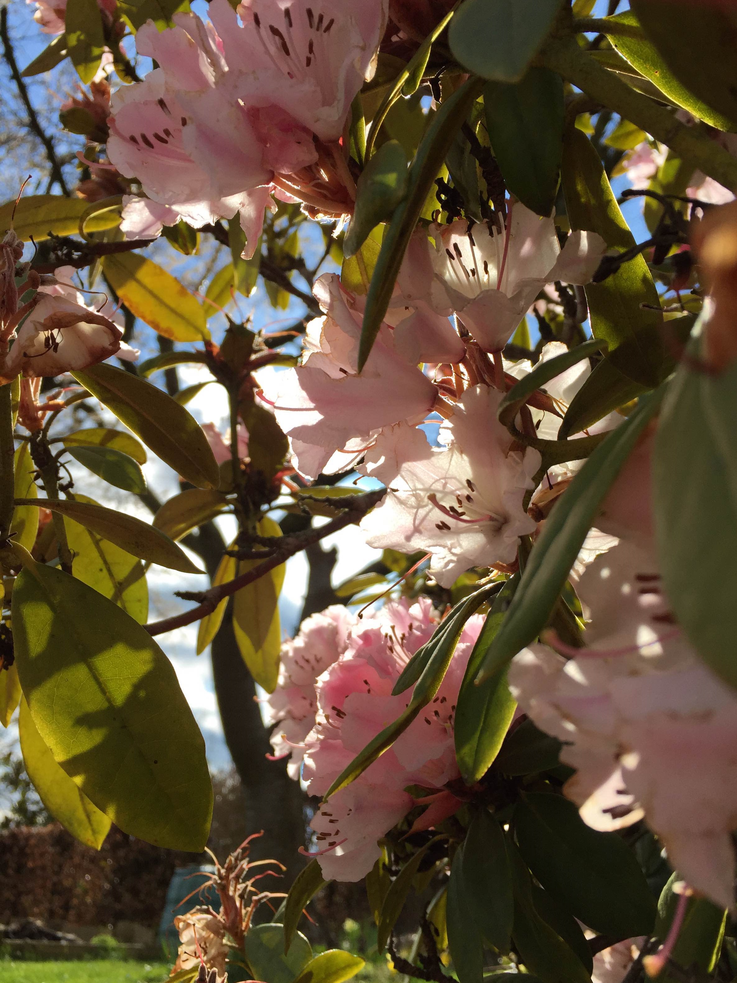 virágzó rhododendron!!