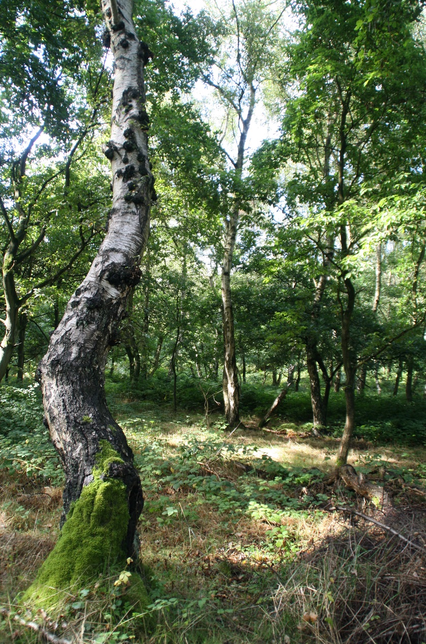 Sherwood Forest