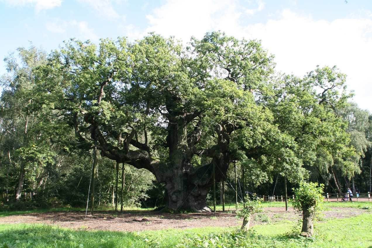 Major Oak