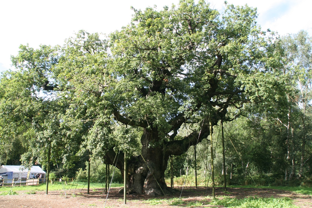 Major Oak