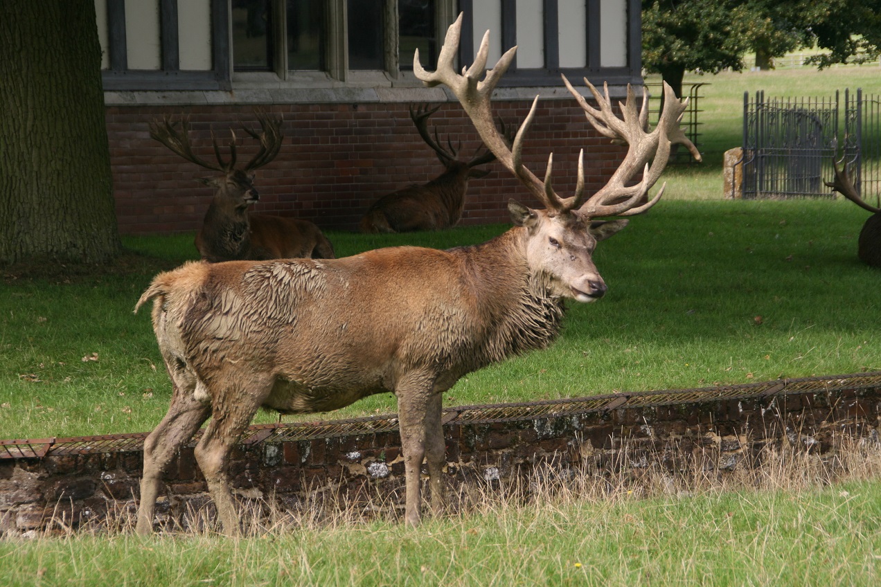 Woburn Abbey szarvasok