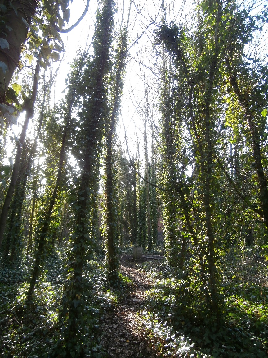 Secret Garden, borostyánok