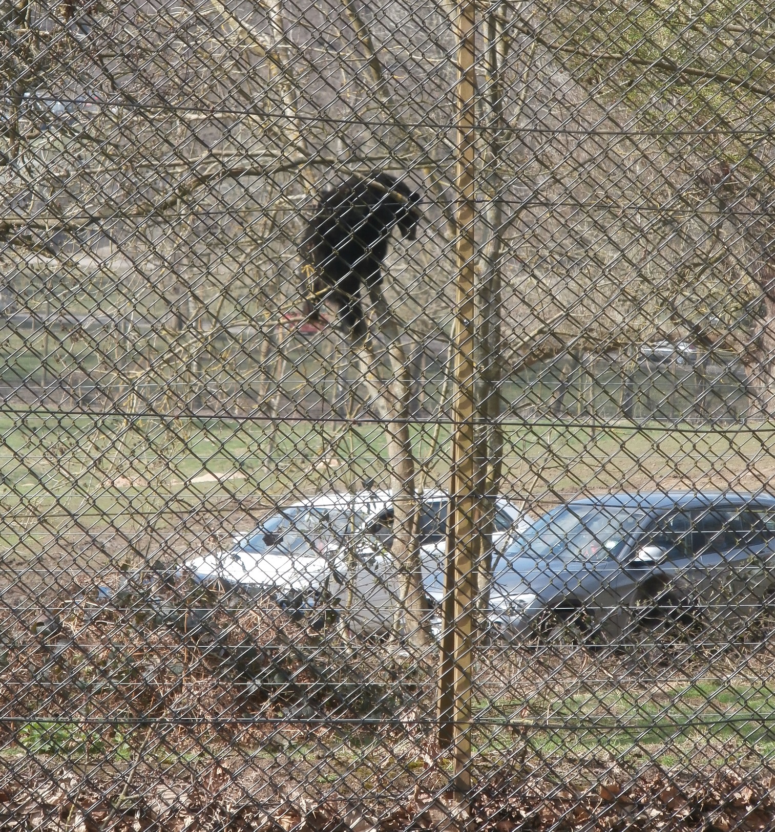 Szafari park: medve a fán és mögötte a sorbaálló autók