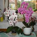 Ilus néni orchideái