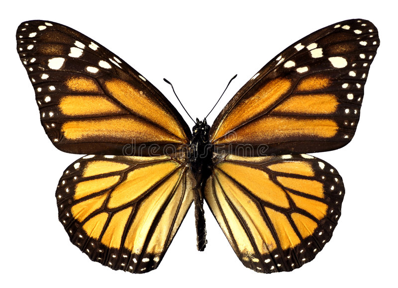 isolated-monarch-butterfly-4144786.jpg