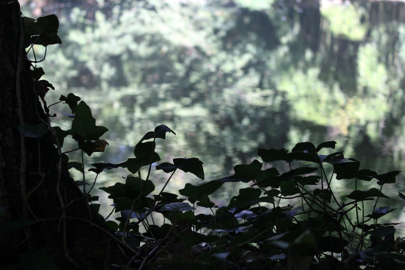 fovarosi.blog.hu: 20150822-13-Sarvar-Arboretum - indafoto.hu