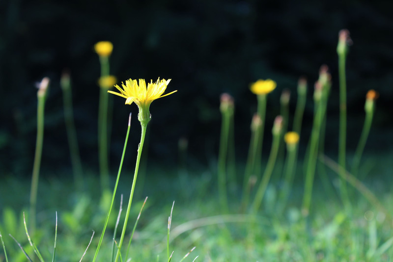 fovarosi.blog.hu: 20150822-22-Sarvar-Arboretum - indafoto.hu