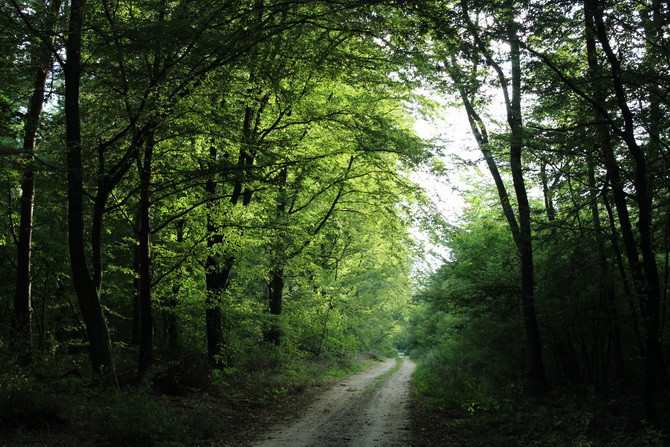 fovarosi.blog.hu: 20150916-89-SzajkiTavakFele-670 - indafoto.hu