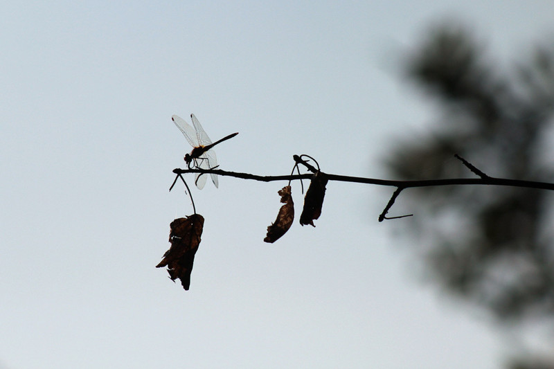 fovarosi.blog.hu: 20160827-80-BikaTo - indafoto.hu