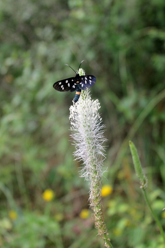 20180609-55-Lepke