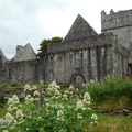 A Muckross Abbey