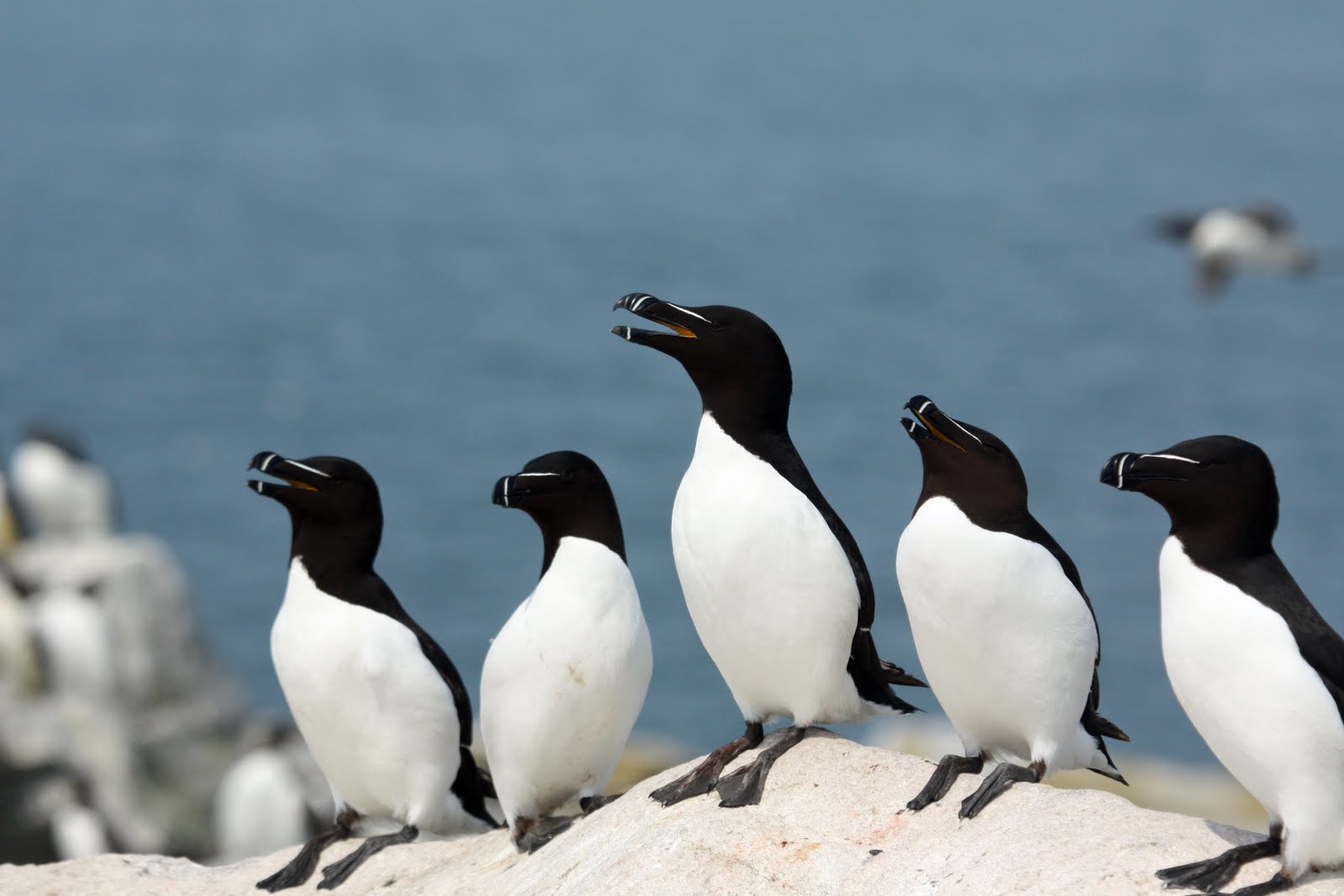 razorbill_6.jpg