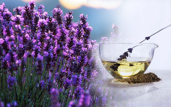 14317lavender.jpg
