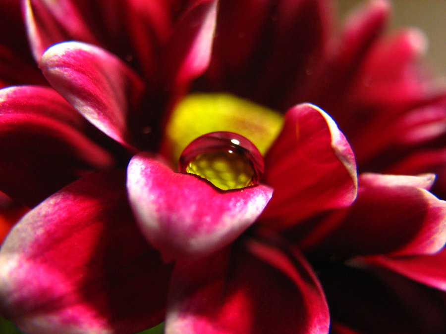 flower___water_drop_stock_iii_by_sarahxjane_stock-d1tz310.jpg