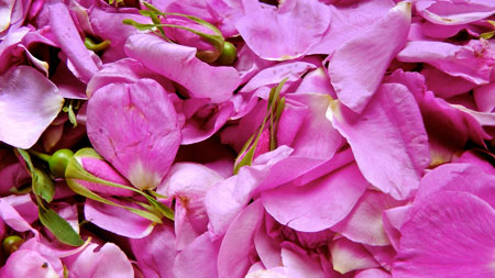 rosewater-chai-11.jpg