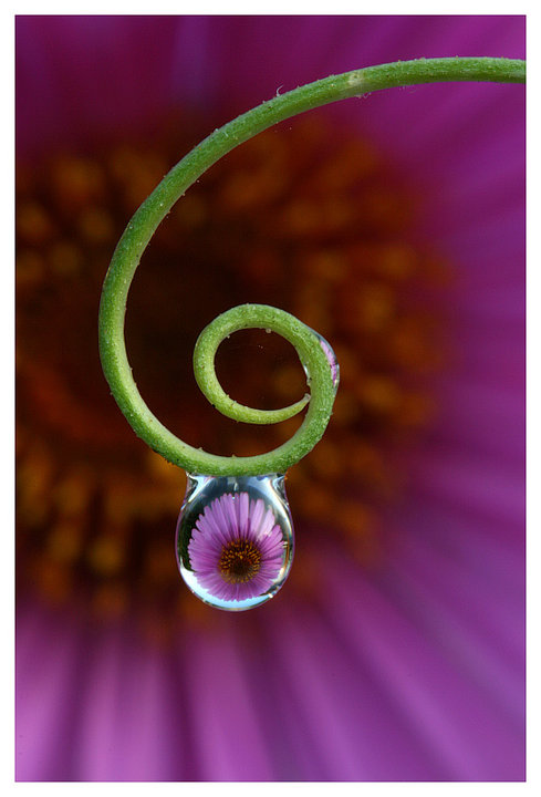 water-drop-with-flower-reflected.jpg