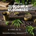 Tudjátok mi a különbség a CBD és a kendermagolaj között?