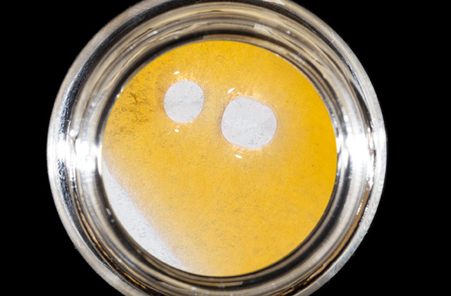 blood_orange_tangie_southern_humboldt_farms_with-southern_humbouldt_concentrates_and_emerald_cup_concentrates_sm.jpg