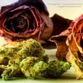 Buds n' Roses