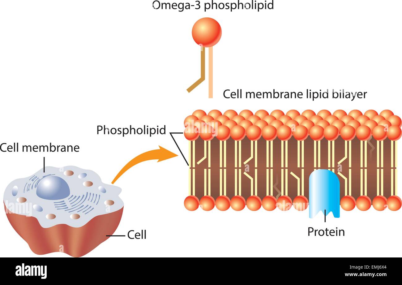omega-3-phospholipid-and-skin-cell-membrane-lipid-layer-structure-emj6x4.jpg