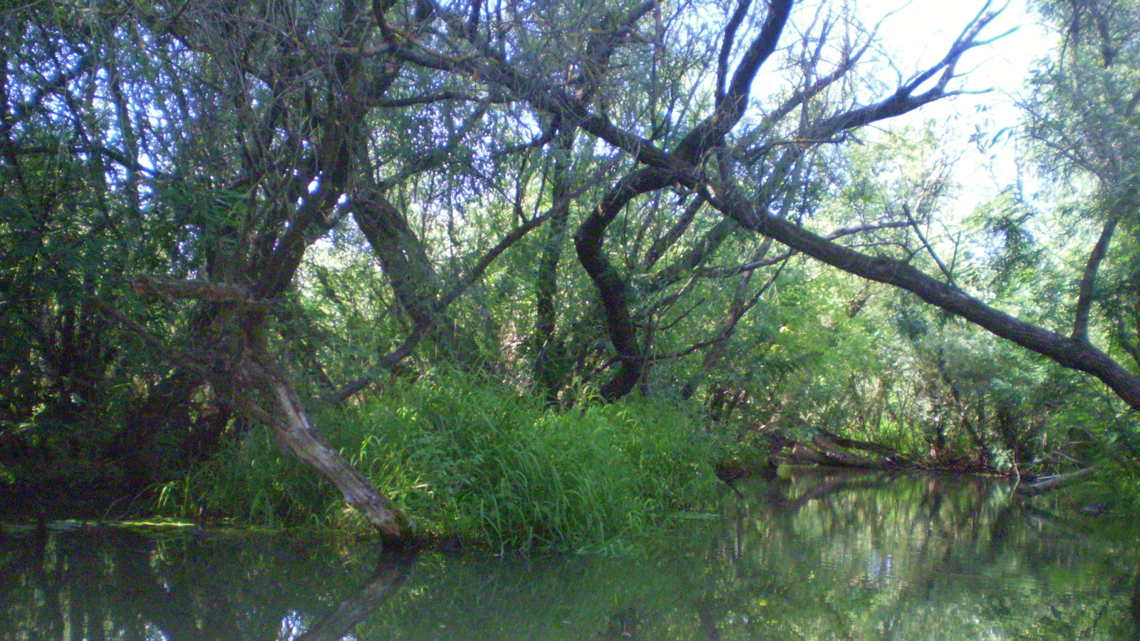 mangrove_dzsungel.jpg