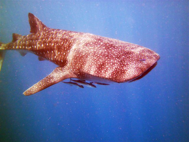 PICT0475.JPG