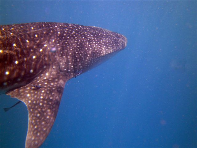 PICT0476.JPG